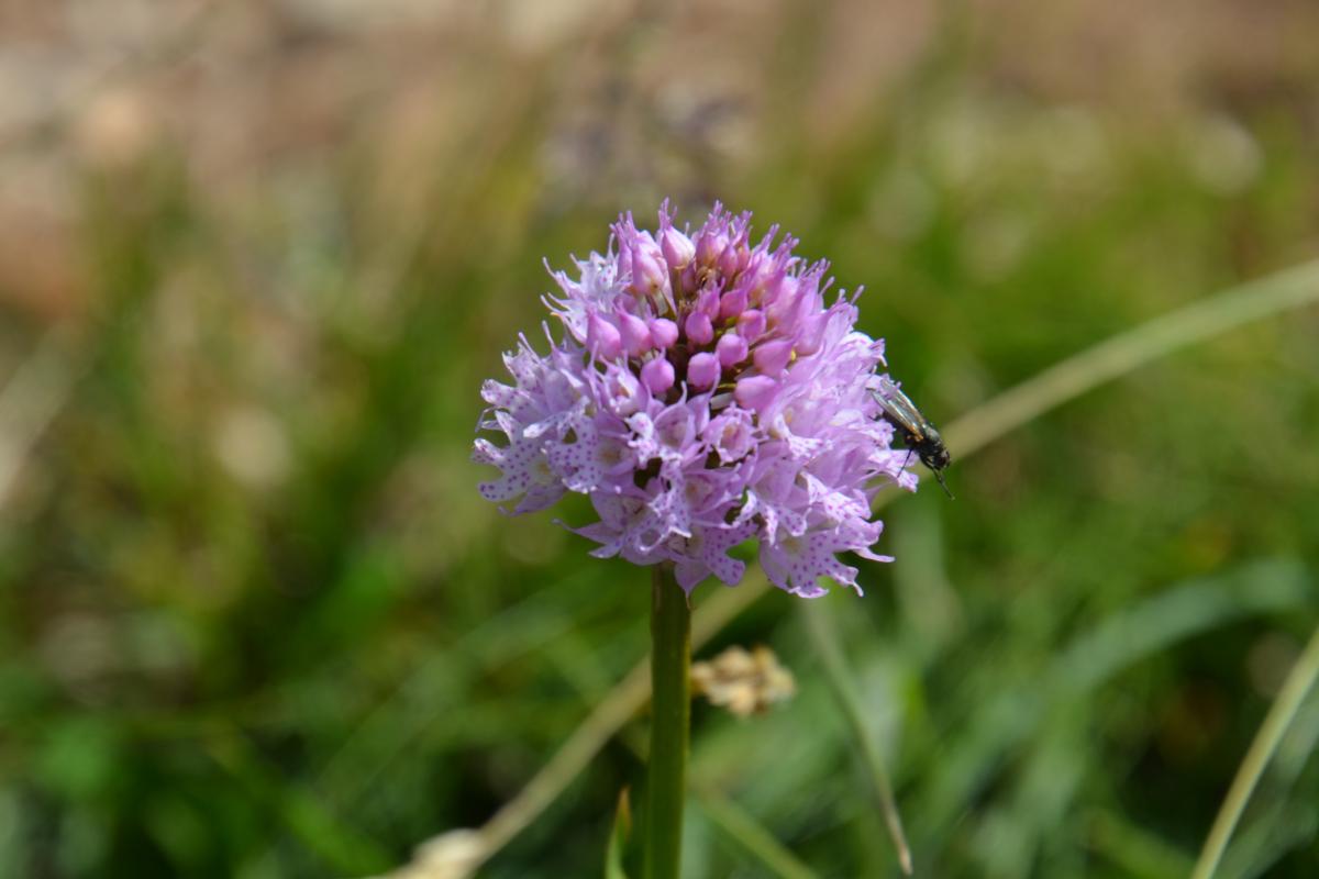 Rosengarten 21.06.2022